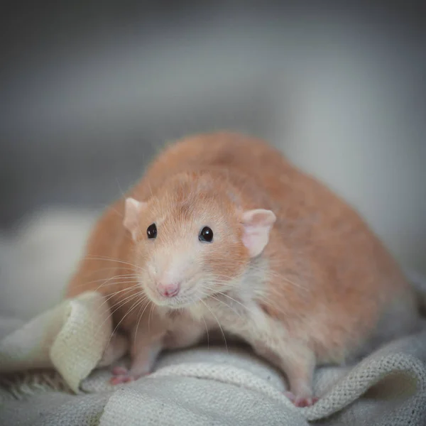 Mycket fet röd råtta hemma på ett bord — Stockfoto