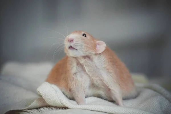 Sehr dicke rote Ratte zu Hause auf einem Tisch — Stockfoto