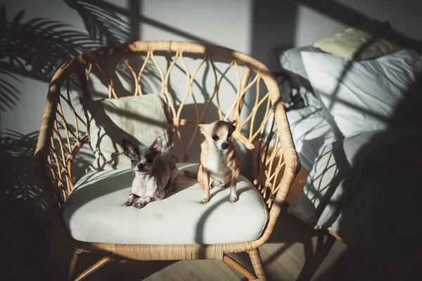 Chlupatý pes čivava pes a na židli — Stock fotografie