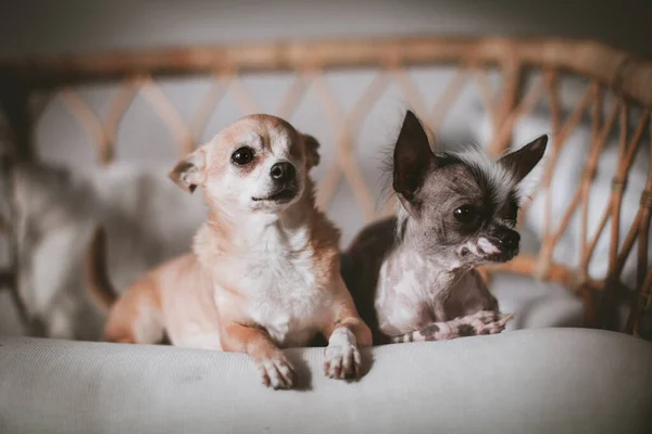 Cão sem pêlos chihuahua cão e em uma cadeira — Fotografia de Stock