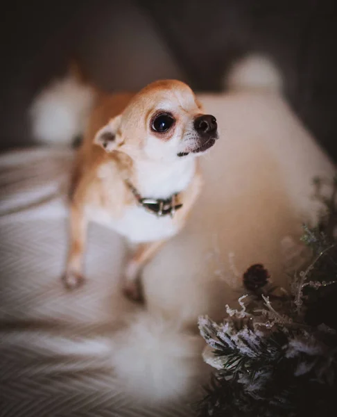 Eyeless Chihuahua dog, 12 лет на стуле — стоковое фото