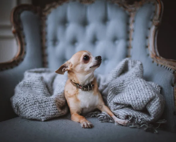 Eyeless Chihuahua dog, 12 anos, em uma cadeira — Fotografia de Stock