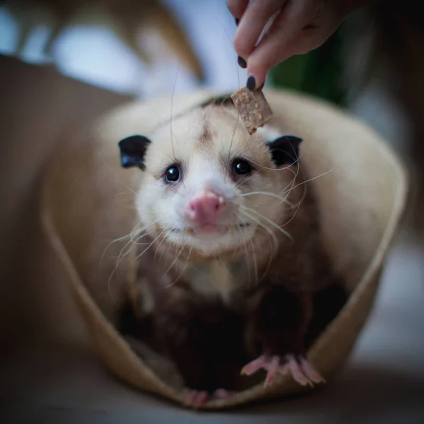 L'opossum della Virginia, Didelphis virginiana, in un cesto — Foto Stock