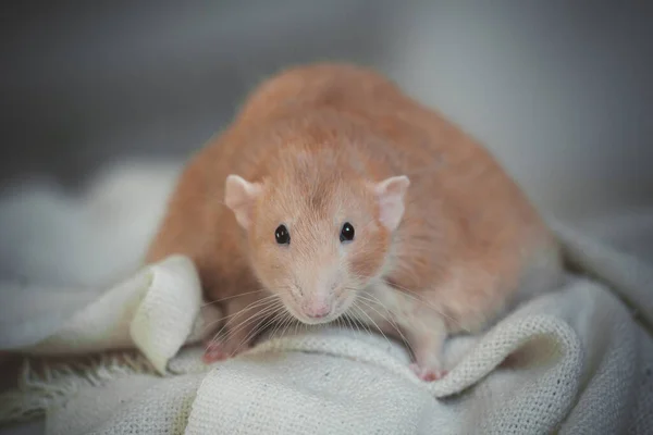 Zeer vette rode rat thuis op een tafel Stockfoto