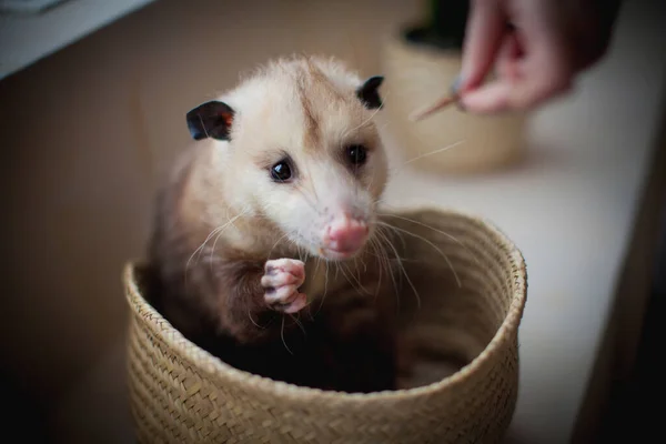 Das Virginia-Opossum, Didelphis virginiana, in einem Korb — Stockfoto