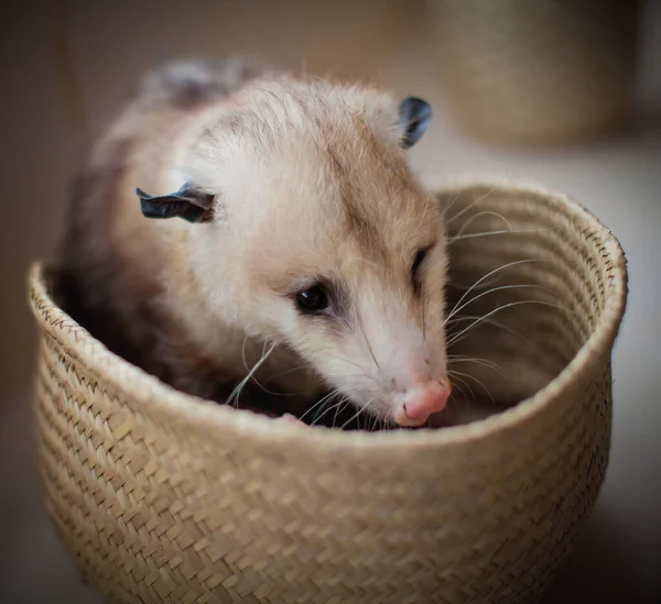 The Virginia opossum, Didelphis virginiana, in a basket — Stock Photo, Image