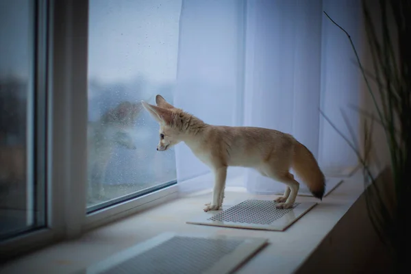 Bonito cachorro de zorro Fennec delante de la ventana — Foto de Stock