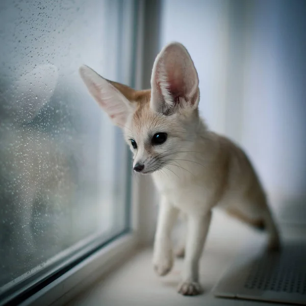 Bonito filhote de raposa Fennec na frente da janela — Fotografia de Stock