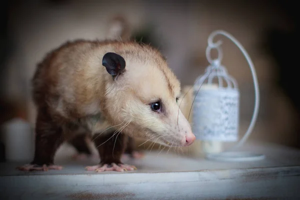 Das Virginia-Opossum, Didelphis virginiana, auf einem Tisch — Stockfoto