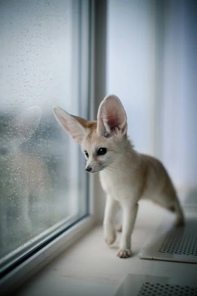 Fennec Fox Fotos De Stock Imagenes De Fennec Fox Libres De Derechos Pagina 4 Depositphotos