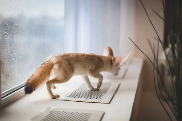 Bonito filhote de raposa Fennec na frente da janela — Fotografia de Stock