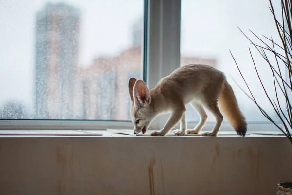 Bonito cachorro de zorro Fennec delante de la ventana — Foto de Stock