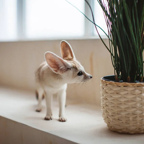 Pretty Fennec fox cub in front of window — Stock Photo, Image