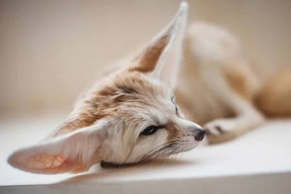 Bonito filhote de raposa Fennec na sala de luz — Fotografia de Stock