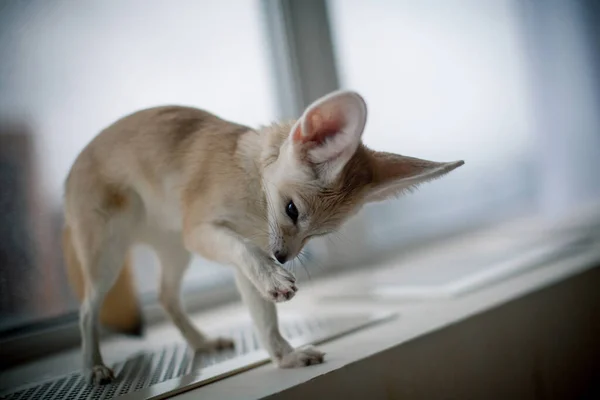 Joli petit renard Fennec devant la fenêtre — Photo