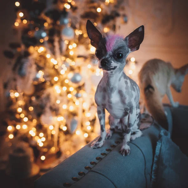 Peruvian hairless and chihuahua mix dog in festivaly decorated room with Christmass tree — Stock Photo, Image