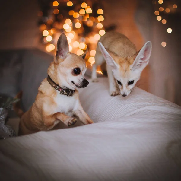 Hübsches Fennec-Fuchsjunges mit Chihuahua-Hund im geschmückten Zimmer mit Christbaum. — Stockfoto