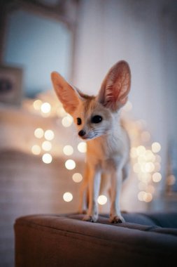 Güzel Fennec tilki yavrusu Noel ağacıyla süslenmiş odada.