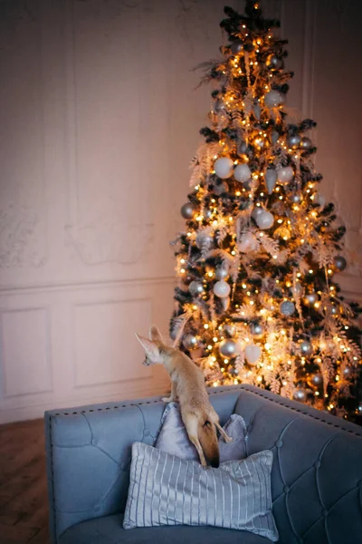 Söt Fennec räv unge i dekorerat rum med Christmass träd. — Stockfoto