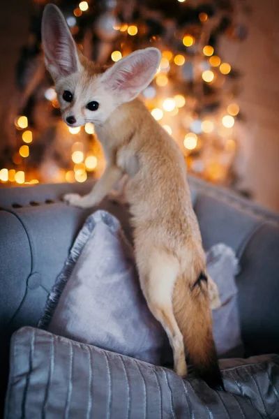 Hübsches Fennec-Fuchsjunges im geschmückten Zimmer mit Christbaum. — Stockfoto