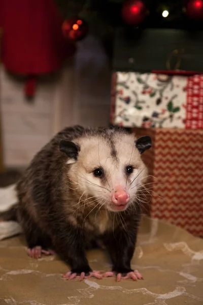 Virginia opossum i dekorerat rum med Christmass träd. — Stockfoto