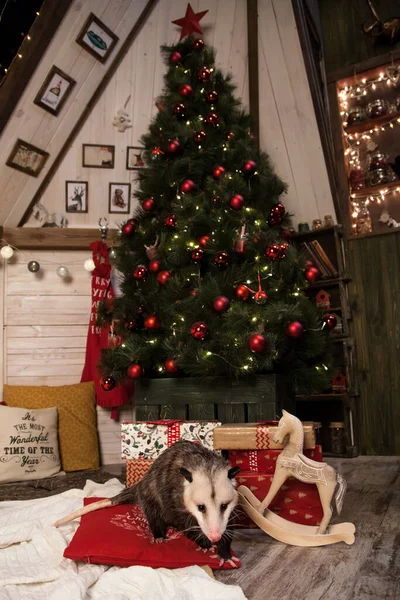 Virginia opossum i dekorerat rum med Christmass träd. — Stockfoto