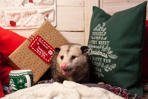 Hübsches Virginia-Opossum in Weihnachts- oder Neujahrsdekoration — Stockfoto