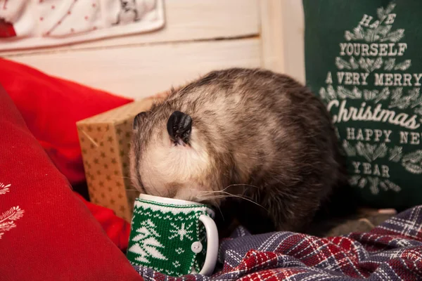 Pretty Virginia opossum i Christmass eller nyår dekorationer — Stockfoto