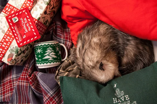 Grazioso opossum Virginia in Natale o decorazioni di Capodanno — Foto Stock
