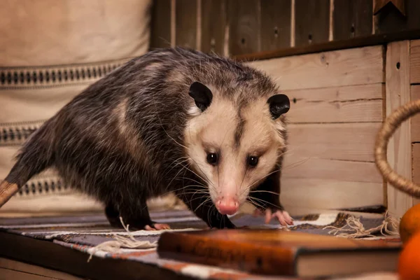 The Virginia opossum in decorated room with Christmass tree. — Stock Photo, Image