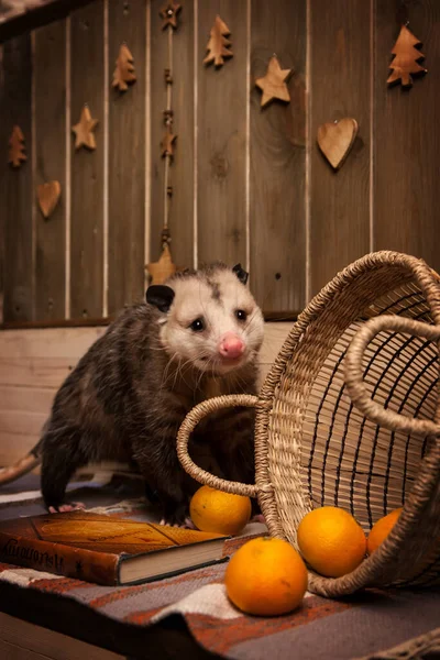 Virginia opossum i dekorerat rum med Christmass träd. — Stockfoto