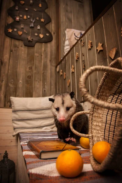 Das Virginia-Opossum im geschmückten Raum mit Christbaum. — Stockfoto