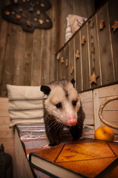 Das Virginia-Opossum im geschmückten Raum mit Christbaum. — Stockfoto
