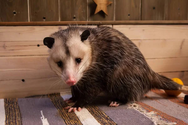 The Virginia opossum in decorated room with Christmass tree. — Stock Photo, Image