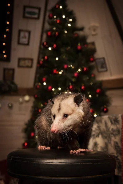 Das Virginia-Opossum im geschmückten Raum mit Christbaum. — Stockfoto