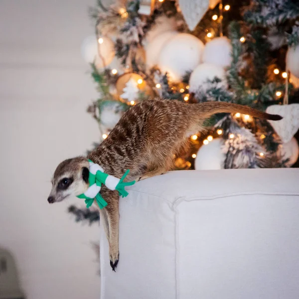 クリスマスツリーが飾られた装飾された部屋のmeerkatまたは精確な赤ちゃん. — ストック写真