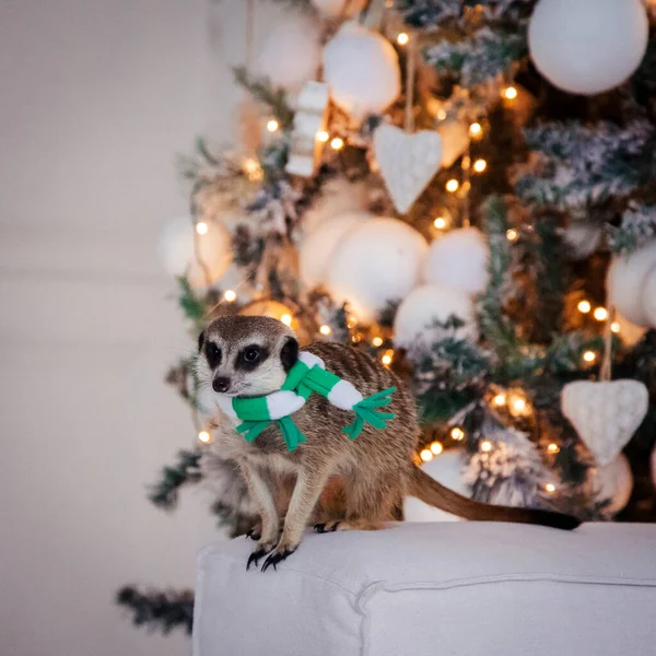クリスマスツリーが飾られた装飾された部屋のmeerkatまたは精確な赤ちゃん. — ストック写真