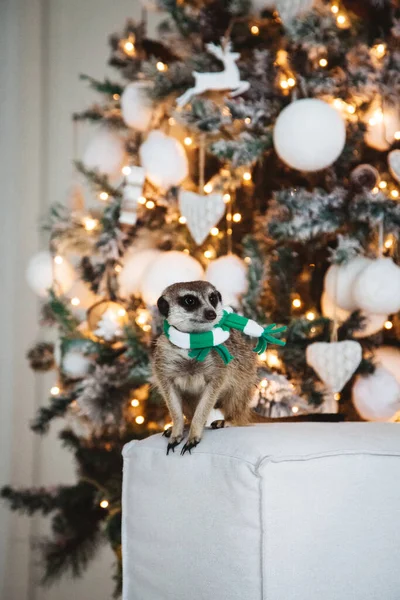 Noel ağacı olan dekore edilmiş bir odada mirket ya da suricate yavrusu. — Stok fotoğraf