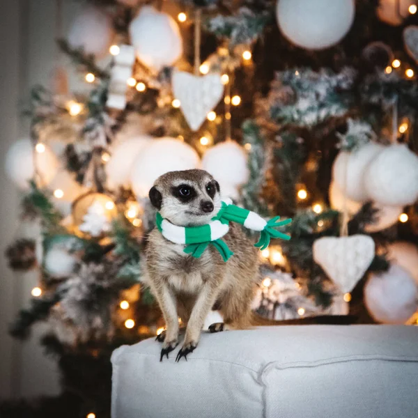クリスマスツリーが飾られた装飾された部屋のmeerkatまたは精確な赤ちゃん. — ストック写真