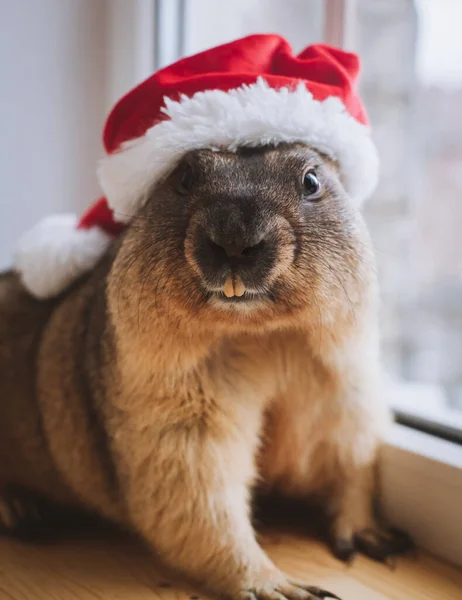Marmotta steppa con cappello di Natale. Celebrazione di Capodanno. — Foto Stock
