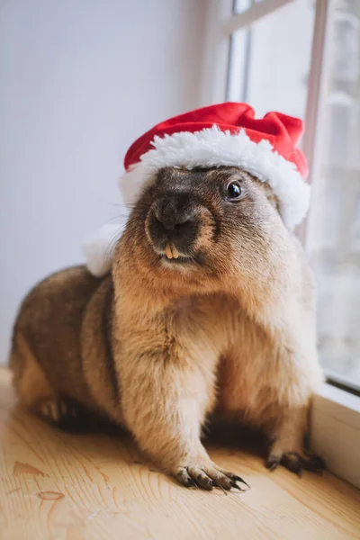 Marmotta steppa con cappello di Natale. Celebrazione di Capodanno. — Foto Stock