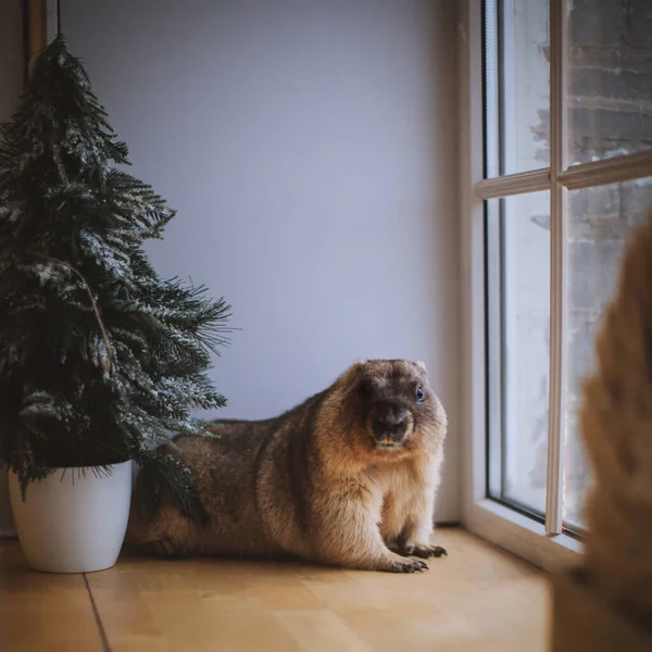Noel şapkalı Steppe Marmot. Yeni Yıl Kutlaması. — Stok fotoğraf