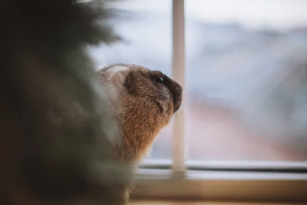 Steppe murmeldjur i Christmass hatt. Nyårsfirande. — Stockfoto