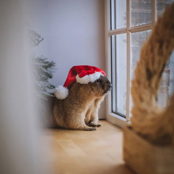 Steppe murmeldjur i Christmass hatt. Nyårsfirande. — Stockfoto