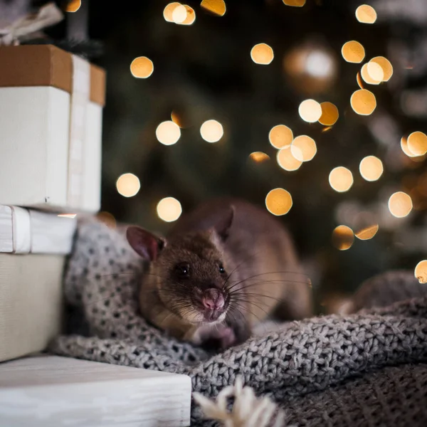 Jätteafrikanska påsråtta i dekorerat rum med Christmass träd. — Stockfoto