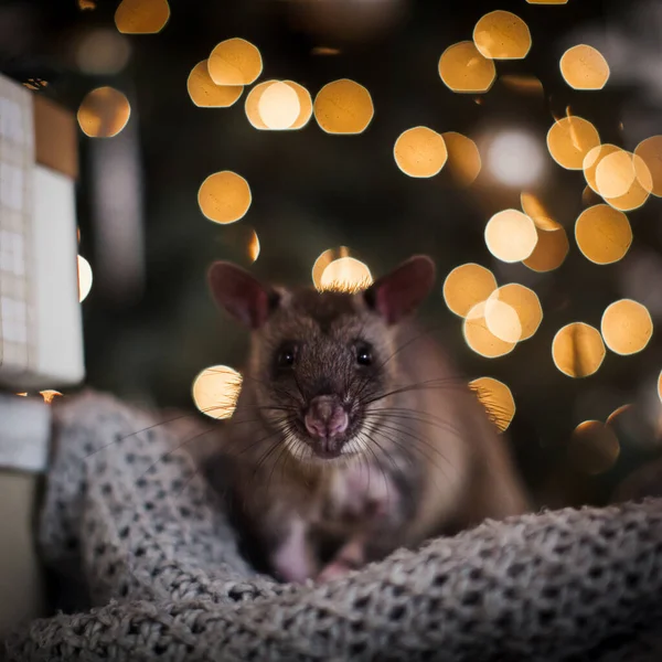 Giant african pouched rat in decorated room with Christmass tree. — Stock Photo, Image