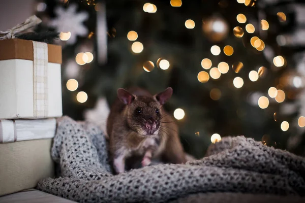 Riesige afrikanische Beutelratte in geschmücktem Raum mit Christbaum. — Stockfoto