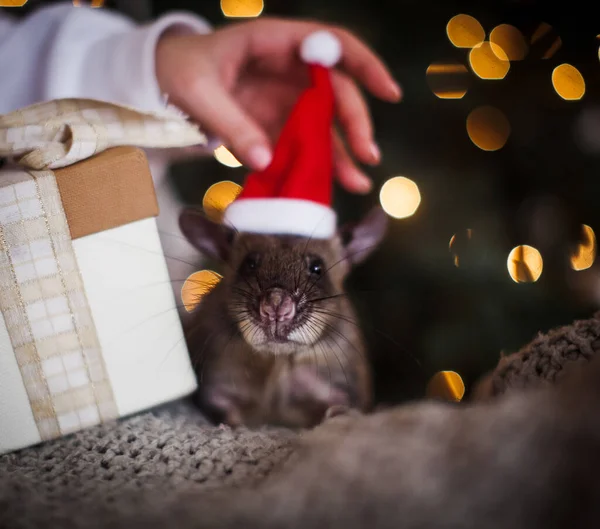 Jätteafrikanska påsråtta i dekorerat rum med Christmass träd. — Stockfoto