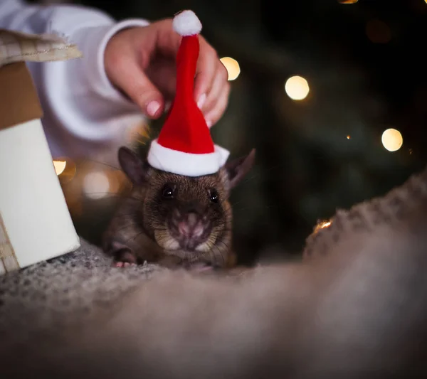 Giant african pouched rat in decorated room with Christmass tree. — Stock Photo, Image