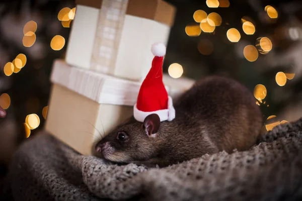 Gigante ratto africano imbustato in camera decorata con albero di Natale. — Foto Stock